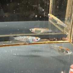 メダカ ユリシス 2ペアの画像