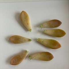 多肉植物・月花美人(葉挿し用)の画像