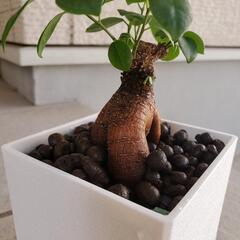 観葉植物　ガジュマル　ハイドロカルチャーの画像