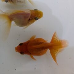 金魚（和金）4匹の画像