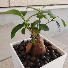 観葉植物　ガジュマル　ハイドロカルチャーの画像