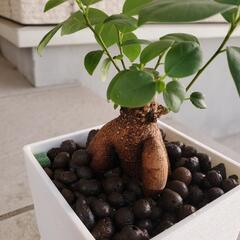 観葉植物　ガジュマル　ハイドロカルチャーの画像