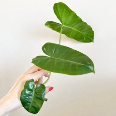 フィロデンドロン バールマルクス バリエガータ①の画像