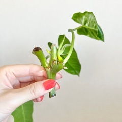 フィロデンドロン バールマルクス バリエガータ①の画像