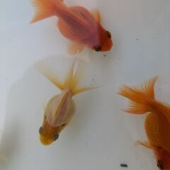 金魚（和金）4匹の画像