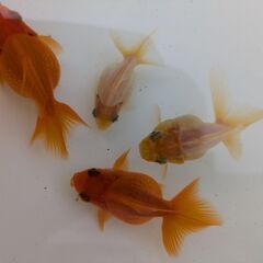 金魚（和金）4匹の画像