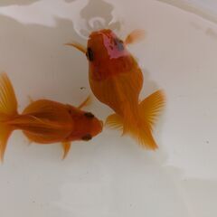 金魚（和金）4匹の画像