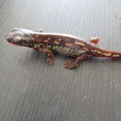 オキナワシリケンイモリ②の画像