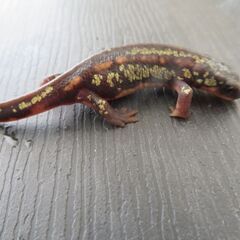 オキナワシリケンイモリ②の画像