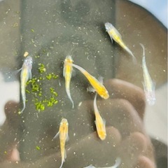 【紅玉めだか】8匹　若魚選別外の画像