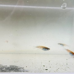 【紅玉めだか】8匹　若魚選別外の画像