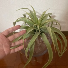 ガラス瓶　観葉植物　造花　メダカ　金魚の画像