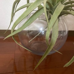 ガラス瓶　観葉植物　造花　メダカ　金魚の画像