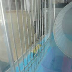 ID：ハムスターケージ　サビありの画像