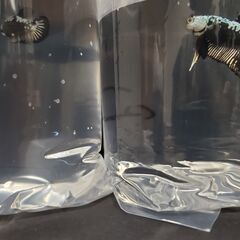 【値引き】ブラックサムライ ペア 産卵経験済個体 熱帯魚 ベタの画像