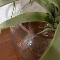 ガラス瓶　観葉植物　造花　メダカ　金魚の画像