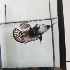 【値引き】ブラックサムライ ペア 産卵経験済個体 熱帯魚 ベタの画像