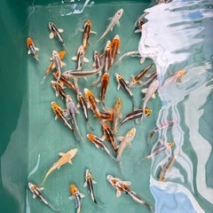 ニシキゴイ　錦鯉ミックス　②の画像