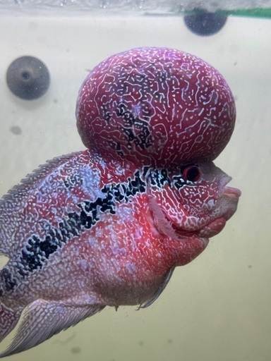 フラワーホーン紅麒麟