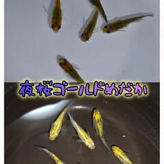卵は終了しました。飼育用品のみの画像