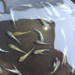 メダカ　【ククナ】の画像