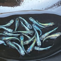 (決まりました)ネプチューン　メダカ　若魚　２０匹＋α の画像