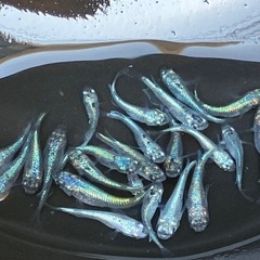 (決まりました)ネプチューン　メダカ　若魚　２０匹＋α の画像