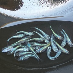 (決まりました)ネプチューン　メダカ　若魚　２０匹＋α の画像