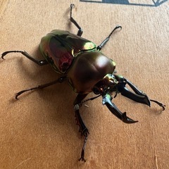 ニジイロクワガタ♂1♀3の画像