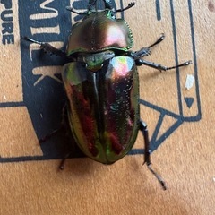 ニジイロクワガタ♂1♀3の画像