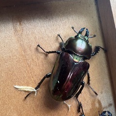 ニジイロクワガタ♂1♀3の画像