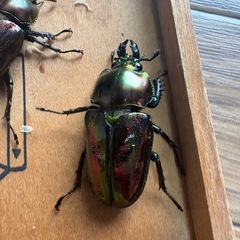 ニジイロクワガタ♂1♀3の画像