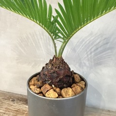 観葉植物・ソテツ［３０cm］の画像