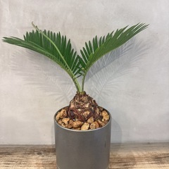 観葉植物・ソテツ［３０cm］の画像