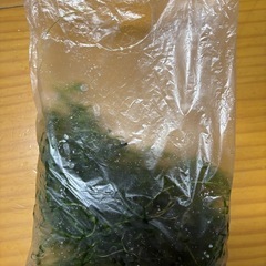 アナカリス(オオカナダモ)の塊の画像