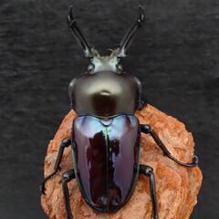 ニジイロクワガタ（紫紺血統青光沢有り）47mm ペアの画像