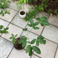 盆栽 マユミ 雄雌セットの画像