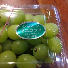 採りたてシャインマスカット粒です。の画像
