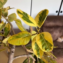 【引き取り限定】大鉢 観葉植物 3鉢セット（斑入りフィカス・アレカヤシ2鉢）インテリア・サロン・店舗に最適 の画像