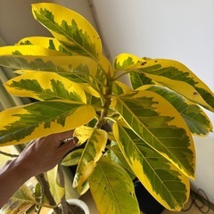 【引き取り限定】大鉢 観葉植物 3鉢セット（斑入りフィカス・アレカヤシ2鉢）インテリア・サロン・店舗に最適 の画像