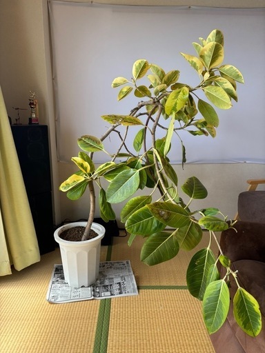 大鉢 観葉植物 3鉢セット（斑入りフィカス・アレカヤシ2鉢）インテリア・サロン・店舗に最適 