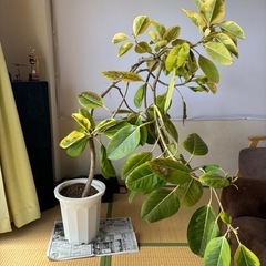 【引き取り限定】大鉢 観葉植物 3鉢セット（斑入りフィカス・アレカヤシ2鉢）インテリア・サロン・店舗に最適 の画像