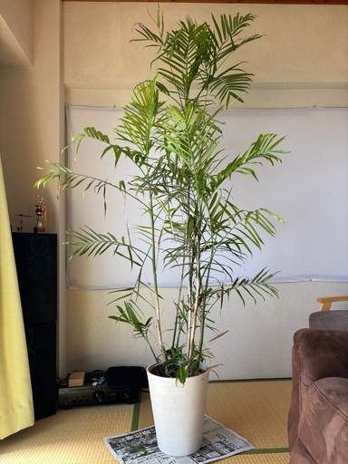 大鉢 観葉植物 3鉢セット（斑入りフィカス・アレカヤシ2鉢）インテリア・サロン・店舗に最適 
