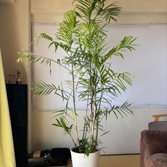 【引き取り限定】大鉢 観葉植物 3鉢セット（斑入りフィカス・アレカヤシ2鉢）インテリア・サロン・店舗に最適 の画像