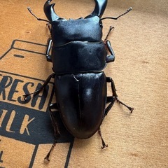 サキシマヒラタクワガタ♂2♀1の画像