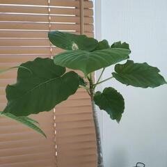 観葉植物ウンベラータの画像