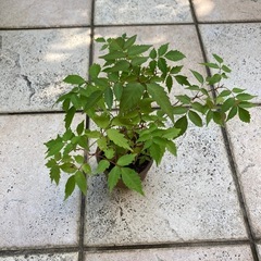 盆栽 ハゼの画像