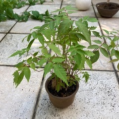 盆栽 ハゼの画像
