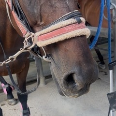 優良な馬糞 かわいいお馬さんの馬糞大量 家庭菜園 栄養抜群の画像