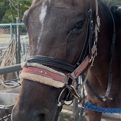 優良な馬糞 かわいいお馬さんの馬糞大量 家庭菜園 栄養抜群の画像